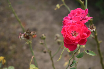 Beautiful red rose flower closeup in garden, A very beautiful red rose flower bloomed on the rose tree, Rose flower closeup, bloom flowers, Natural spring flower, Natural floral background,