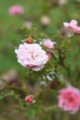 Beautiful pink rose flower closeup in garden, A very beautiful pink yellow rose flower bloomed on the rose tree, Rose flower closeup, bloom flowers, Natural spring flower floral background
