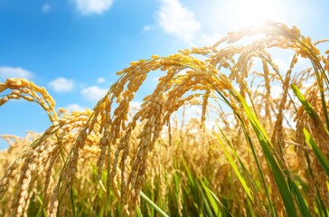 Golden rice fields under bright midday sun in harvest season