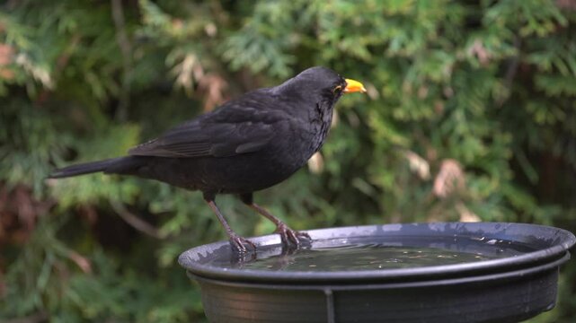 blackbird at the birdbath