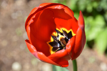 Blooming Red Tulip with Yellow in the Center