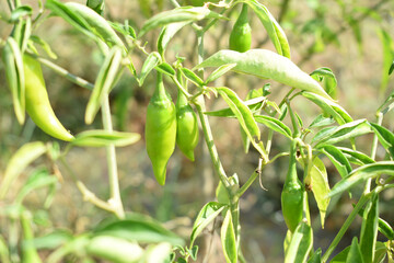 fresh green chili on plant closeup, chili plants in organic farming, Chilies closeup in field, Green chili plant in a farmer's field, Ripe green chili on a plant in Chakwal, Punjab, Pakistan