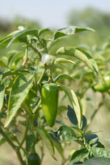 fresh green chili on plant closeup, chili plants in organic farming, Chilies closeup in field, Green chili plant in a farmer's field, Ripe green chili on a plant in Chakwal, Punjab, Pakistan