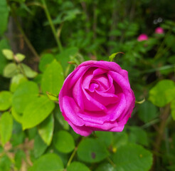 Beautiful pink rose in garden, scented spring flowers