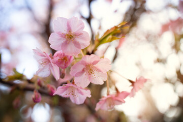 Close-up of beautiful pink cherry blossoms in full bloom against a soft blue sky. Symbol of springtime, renewal, and natural beauty. Ideal for seasonal, floral, and nature-themed concepts.
