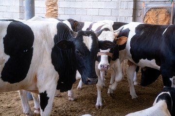 Basra, Iraq - April 25, 2025: Dairy Cows Gather in Enclosure, Black and White