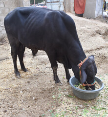 Bulls Close Up, Beautiful cow for sale in the market for the sacrifice feast of Eid, Cattle breeders tie their cows up for sale at the bull market ahead of the Eid al-Qurban. Sacrifice