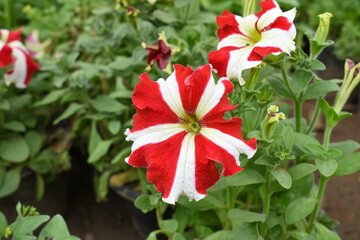 Red White petunias in the garden, Petunia, Close up of Red White Petunia flower in the garden, Petunia flower and blurred background, Background of Red White petunia flowers, spring flower Closeup.