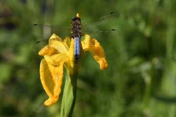 Libellule fauve mâle sur un iris des marais