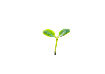 Seedling Growth Green Plant Sprout New Life Nature Photography isolated on transparent background