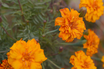 Orange french marigold flower blossom in garden, Orange french Mari Gold flowers for decorate garden, Close up of beautiful small marigold flower in garden. Marigold flowers bloom in nature