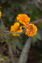 Orange french marigold flower blossom in garden, Orange french Mari Gold flowers for decorate garden, Close up of beautiful small marigold flower in garden. Marigold flowers bloom in nature