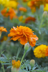 Orange french marigold flower blossom in garden, Orange french Mari Gold flowers for decorate garden, Close up of beautiful small marigold flower in garden. Marigold flowers bloom in nature