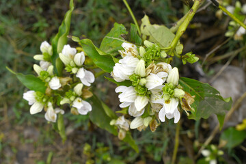 A green Plant of Justicia adhatoda vasica or malabar nut plant in selective focus and background blur, the white Justicia adhatoda blossom in spring, Chakwal, Punjab, Pakistan