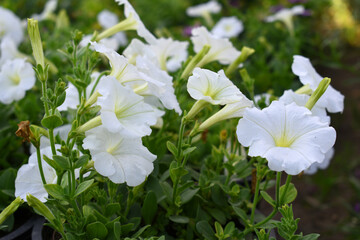 White petunias in the garden, Petunia, Close up of white Petunia flower in the garden, Petunia flower and blurred background, Background of white petunia flowers, spring flower Closeup.