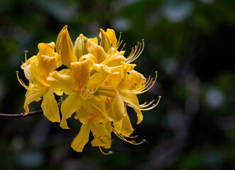 Close up of a vibrant yellow azalea flower against a black background.