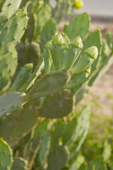 Eastern Prickly Pear Cactus (Opuntia humifusa) devil's-tongue or Indian fig, wild plant in nature closeup shot, prickly pear is a species of cactus that has long been a domesticated crop plant