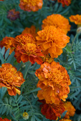 Red french marigold flower blossom in garden, red french Mari Gold flowers for decorate garden, Close up of beautiful small marigold flower in garden. Marigold flowers bloom in nature