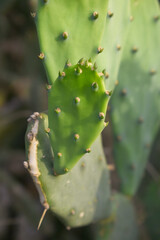 Eastern Prickly Pear Cactus (Opuntia humifusa) devil's-tongue or Indian fig, wild plant in nature closeup shot, prickly pear is a species of cactus that has long been a domesticated crop plant