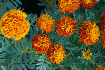Red french marigold flower blossom in garden, red french Mari Gold flowers for decorate garden, Close up of beautiful small marigold flower in garden. Marigold flowers bloom in nature
