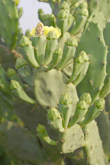 Eastern Prickly Pear Cactus (Opuntia humifusa) devil's-tongue or Indian fig, wild plant in nature closeup shot, prickly pear is a species of cactus that has long been a domesticated crop plant