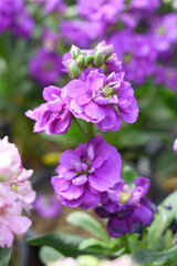 Obraz premium Purple Hoary Stock, Purple Hoary Stock or Matthiola Incana is a member of the Brassicaceae family of flowering plants. It's also commonly known as Brompton Stock, Common Stock, Purple flower in garden