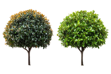 Two topiary trees, one healthy, one stressed