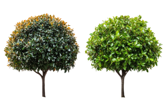 Two topiary trees, one healthy, one stressed