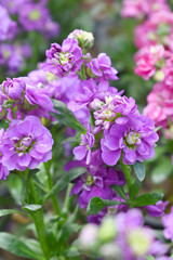 Purple Hoary Stock, Purple Hoary Stock or Matthiola Incana is a member of the Brassicaceae family of flowering plants. It's also commonly known as Brompton Stock, Common Stock, Purple flower in garden