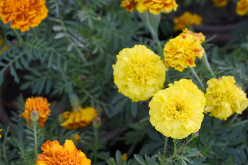 Yellow french marigold flower blossom in garden, Yellow french Mari Gold flowers for decorate garden, Close up of beautiful small marigold flower in garden. Marigold flowers bloom in nature