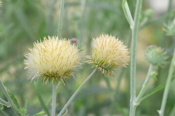 A blooming Creeping Thistle plant, Creeping thistles flower at the meadow. wild flower bloom, thistle in seed, natural flower, creeping thistle flower closeup, Closeup of fluffy creeping thistles seed