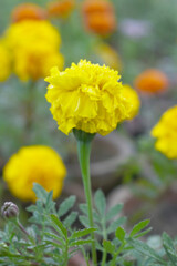 Yellow french marigold flower blossom in garden, Yellow french Mari Gold flowers for decorate garden, Close up of beautiful small marigold flower in garden. Marigold flowers bloom in nature