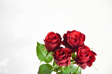 Obraz premium 赤い薔薇