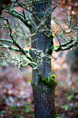 magischer Baum im Wald