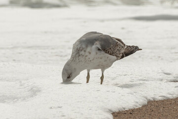 bird on the beach