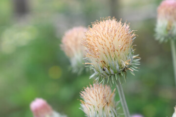A blooming Creeping Thistle plant, Creeping thistles flower at the meadow. wild flower bloom, thistle in seed, natural flower, creeping thistle flower closeup, Closeup of fluffy creeping thistles seed