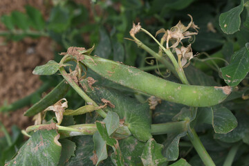 Obraz premium Green peas grow in the garden Beautiful close up of green fresh peas and pea pods. Healthy food, Bush of sweet pea with ripe pods cultivated on vegetable garden, green peas closeup in nature, Pakistan