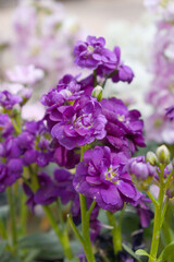 Purple Hoary Stock, Purple Hoary Stock or Matthiola Incana is a member of the Brassicaceae family of flowering plants. It's also commonly known as Brompton Stock, Common Stock, Purple flower in garden