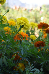 Yellow french marigold flower blossom in garden, Yellow french Mari Gold flowers for decorate garden, Close up of beautiful small marigold flower in garden. Marigold flowers bloom in nature
