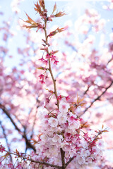 Close-up view of blooming pink plum blossoms against a bright sky during spring in Japan. The soft focus and upward angle highlight the beauty and delicacy of seasonal flowers in full bloom.