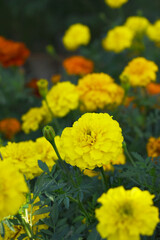 Yellow french marigold flower blossom in garden, Yellow french Mari Gold flowers for decorate garden, Close up of beautiful small marigold flower in garden. Marigold flowers bloom in nature