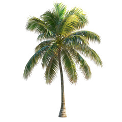 Obraz premium Tropical palm tree illustration for summer vacation and nature design needs isolated on transparent background
