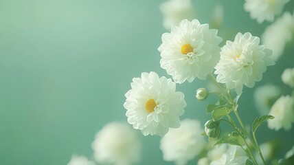 Close Delicate White Dahlias Against