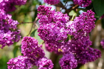 Vibrant purple lilac flowers blooming on tree branches in spring