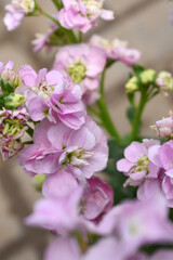 Pink Hoary Stock, Pink Hoary Stock or Matthiola Incana is a member of the Brassicaceae family of flowering plants. It's also commonly known as Brompton Stock, Common Stock, Pink flower in garden
