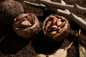 A lot of Brazil nuts, Brazil nut shells on the soil