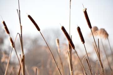 Typha close-up. Phragmites australis. photo with dry Reeds, Typha Latifolia, also called bulrush, reedmace, cattail or corn dog grass, on the shore of the frozen lake. autumn season. winter time