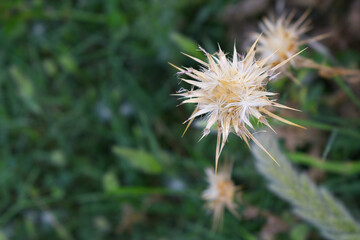 Pink milk thistle flower on green background, Field with Silybum marianum (Milk Thistle), Medical plants. Blessed milk thistle pink flowersin field. Silybum marianum herbal remedy plant. Banner.