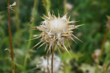Pink milk thistle flower on green background, Field with Silybum marianum (Milk Thistle), Medical plants. Blessed milk thistle pink flowersin field. Silybum marianum herbal remedy plant. Banner.