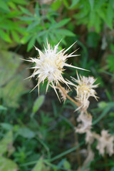 Pink milk thistle flower on green background, Field with Silybum marianum (Milk Thistle), Medical plants. Blessed milk thistle pink flowersin field. Silybum marianum herbal remedy plant. Banner.